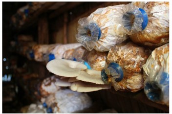 oyster mushroom farms