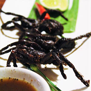 Tarantuula spider in Romdeng restaurant on the Social Cycles Vietnam cycling tour