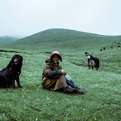 Yak in Mongolia