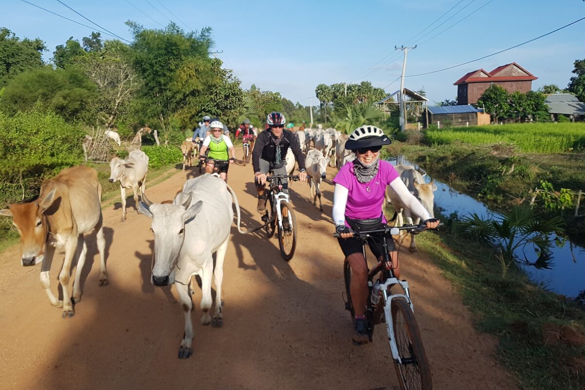 Riders sharing a village road with white cattle beside a canal and rice fields