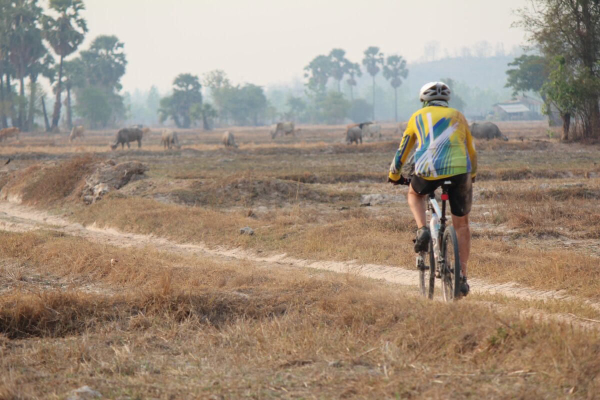 A cyclist riding away along a track through dry rice paddies in Cambodia, buffalo and palms in the haze