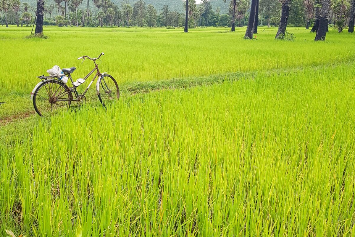 A village bicycle stands in bright green rice under sugar palms