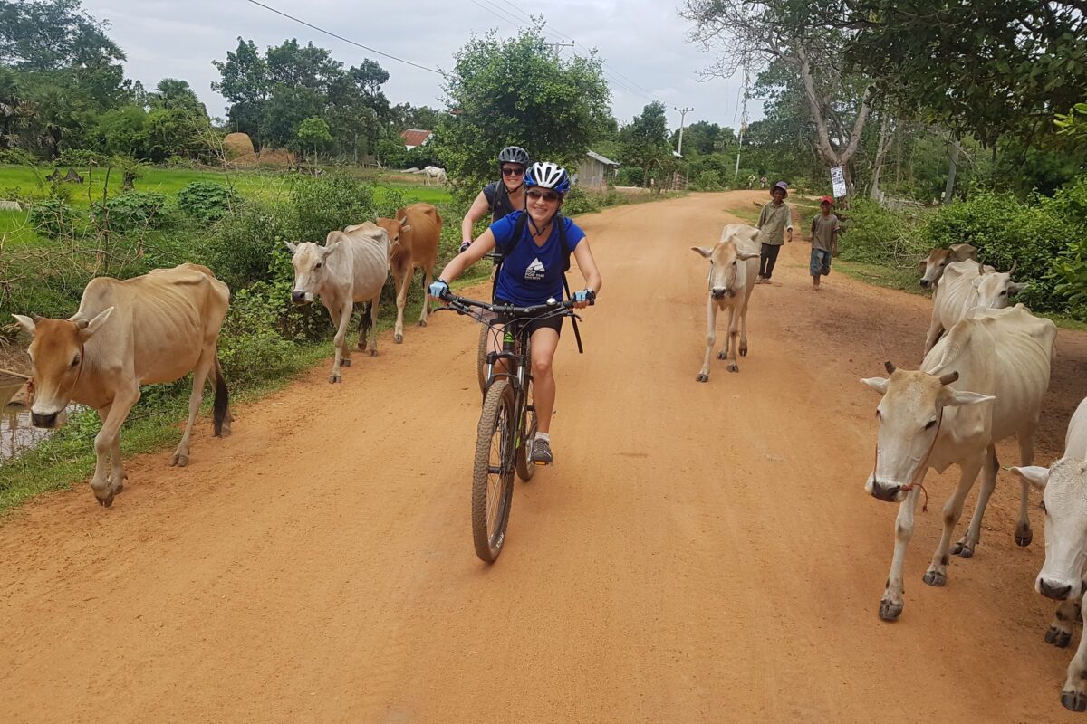 Riders share a red dirt road with a herd of white cattle