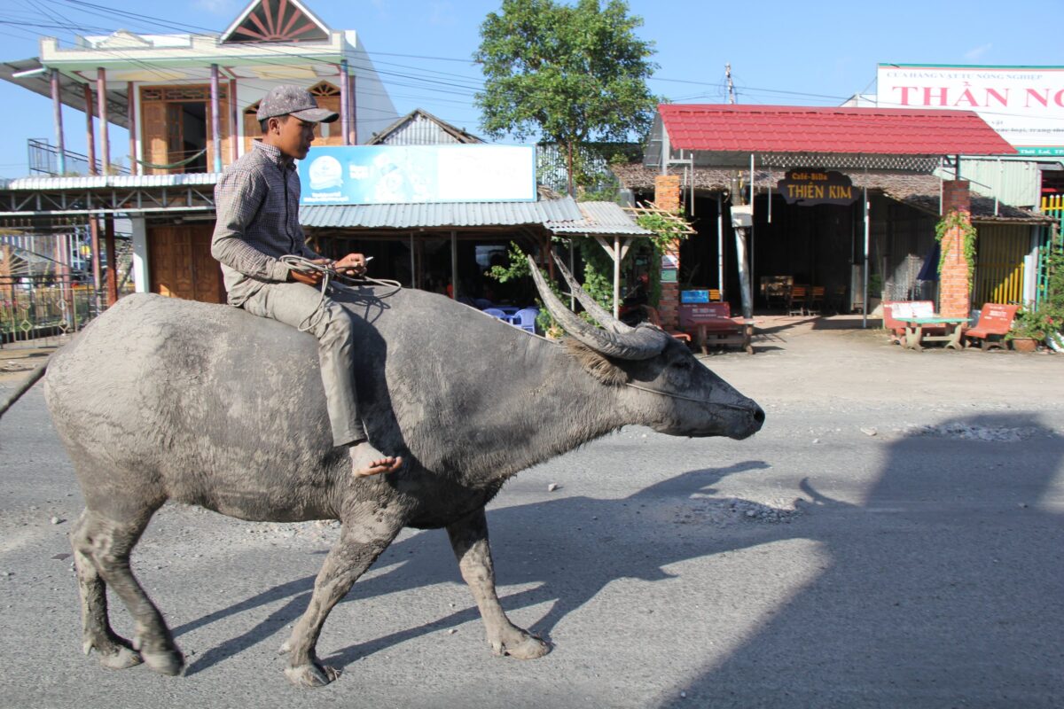 A young man rides a mud-caked water buffalo along a village road