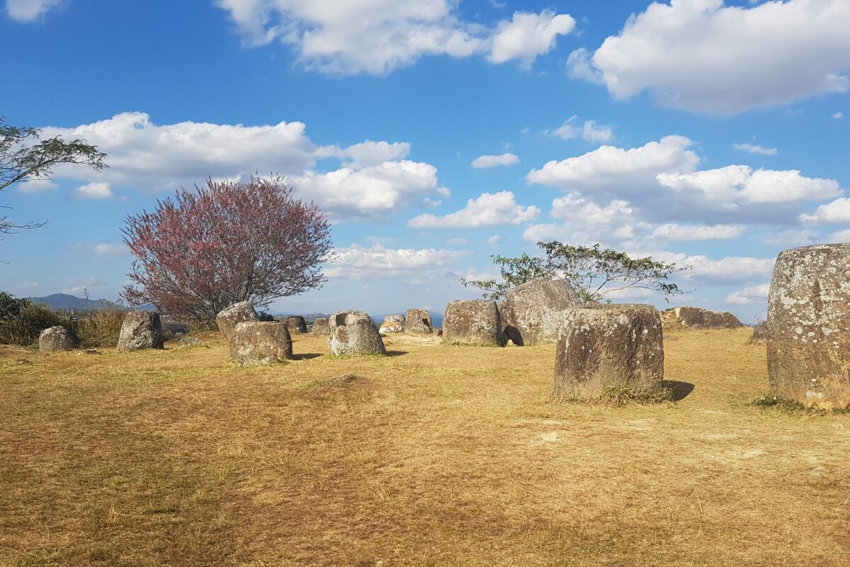 Stone jars on golden grass beside a blossoming tree, the Plain of Jars