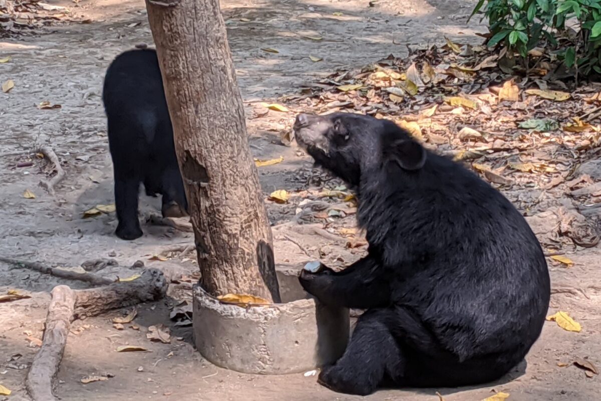 A rescued moon bear at the Kuang Si sanctuary