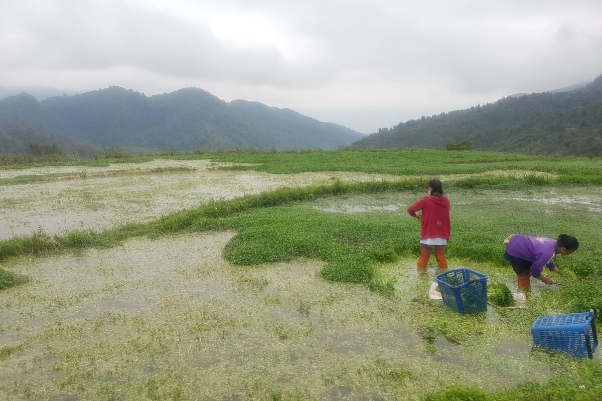 Two women plant rice seedlings in a flooded paddy below cloud-capped hills