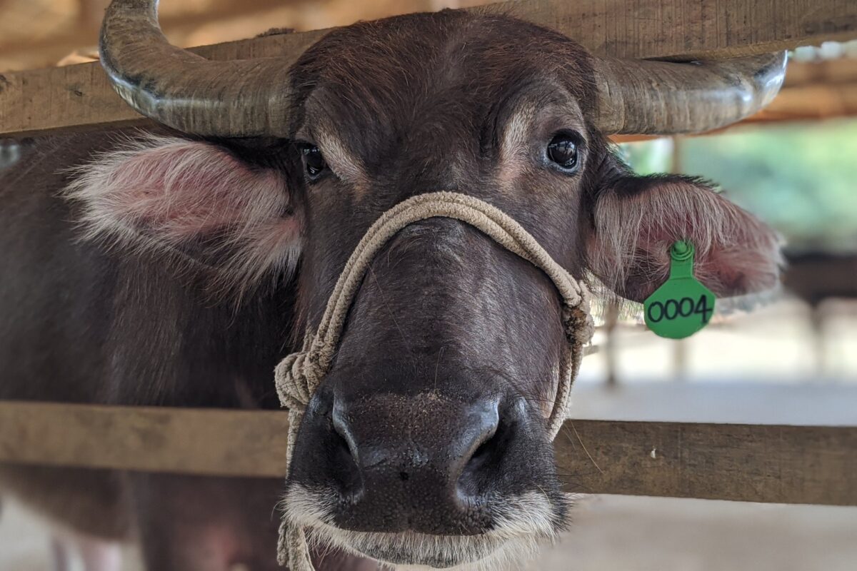 A water buffalo looks over the rail at the Lao Buffalo Dairy