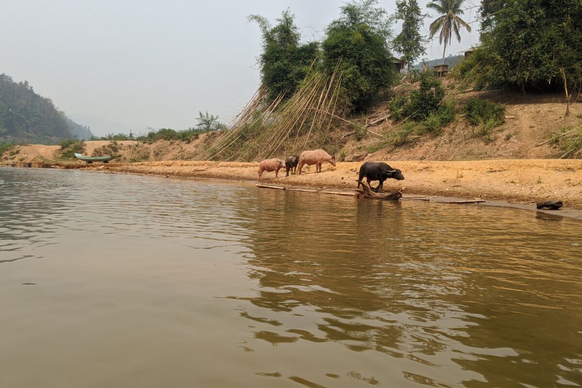 Water buffalo on a sandy bank of the Nam Ou