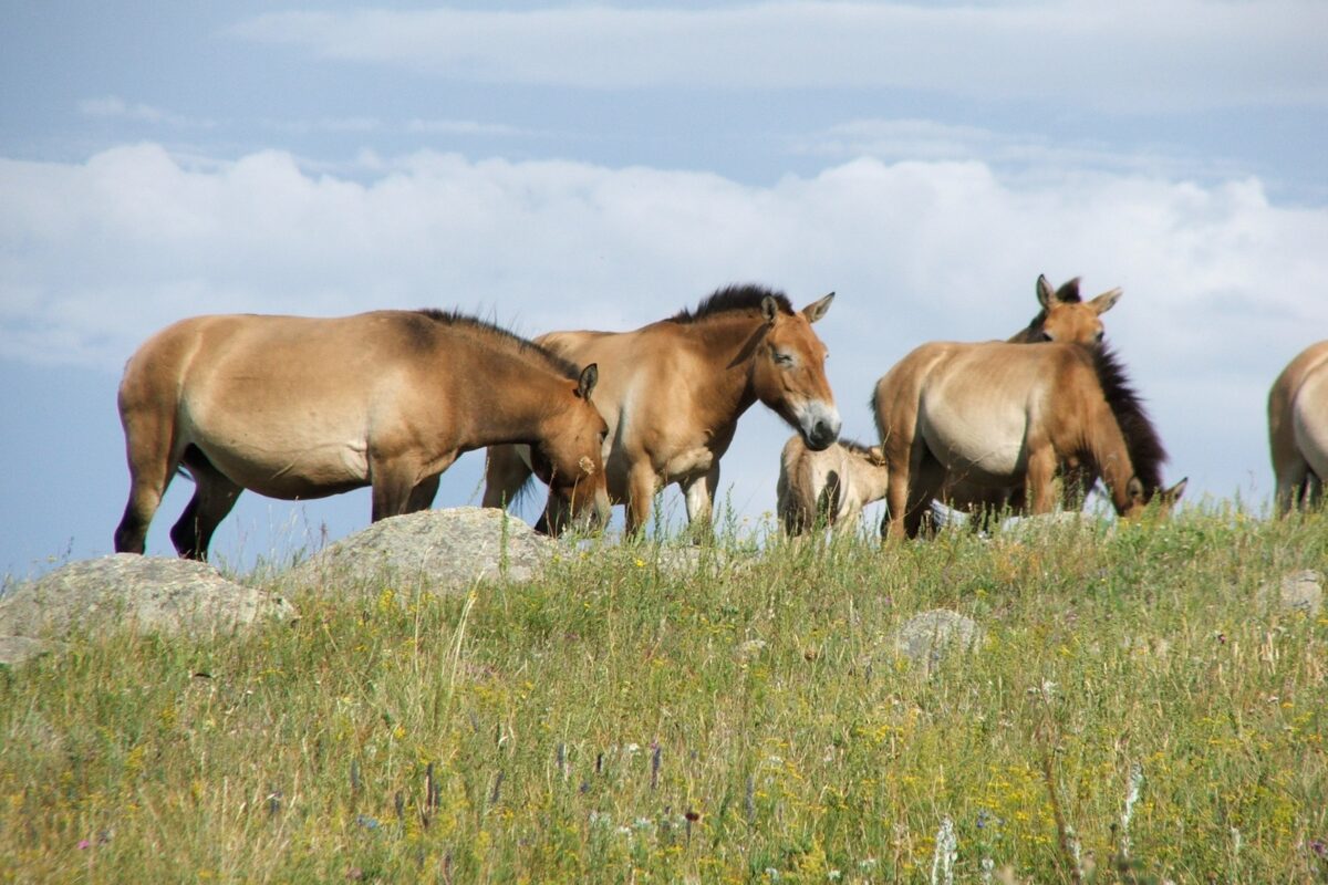 Takhi, the wild horses, graze on a grassy ridge at Khustain Nuruu