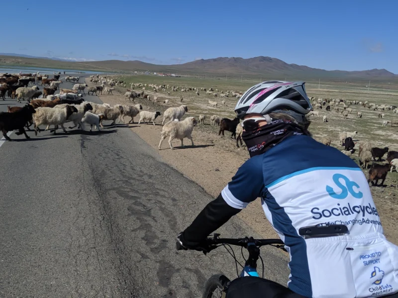 A rider meets a flock of sheep and goats on the road